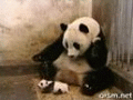 sneezepanda.gif